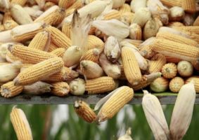 India’s maize exports up 22% YoY, hit all-time high of $816.31 mn in FY22