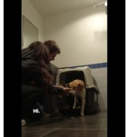 Canadian couple adopts an Indian street dog