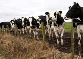 Heat and humidity kills at least 2,000 Kansas cattle in US