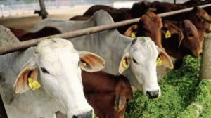 India needs mass vaccination to prevent lumpy skin disease’ says Indian-American Veterinary doctor